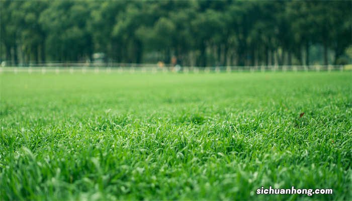 麦冬草坪1平方米多少钱 麦冬草坪的种植与养护