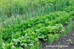 谷雨节气能种什么菜