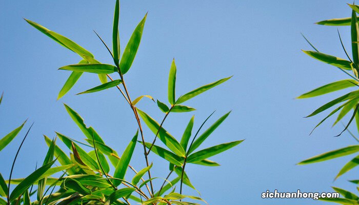 水培富贵竹叶子发黄怎么办? 水培富贵竹叶子发黄怎么办