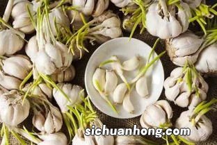 大蒜种多久能发芽