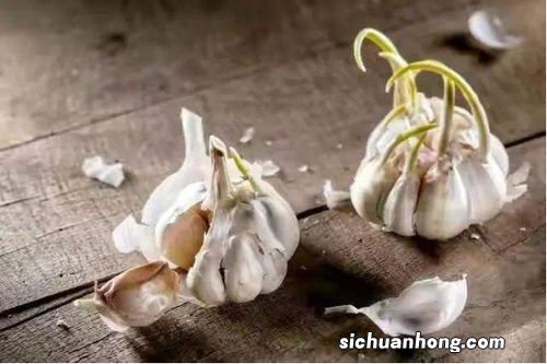 大蒜种多久能发芽