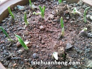 大蒜种多久能发芽