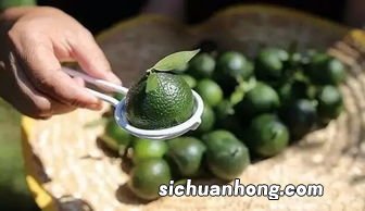 小青柑茶是什么茶叶