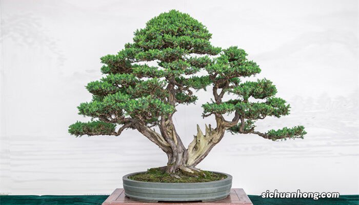 盆景小叶女贞怎么养殖视频 盆景小叶女贞怎么养殖