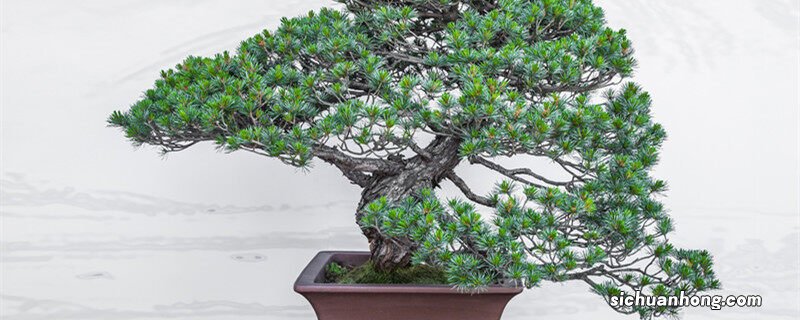 盆景小叶女贞怎么养殖视频 盆景小叶女贞怎么养殖