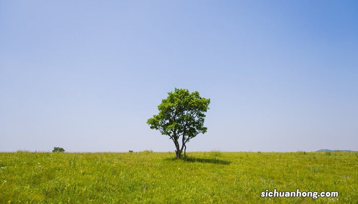 盆景小叶女贞怎么养殖视频 盆景小叶女贞怎么养殖