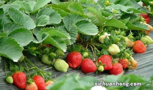 草莓泡酒的保质期多久