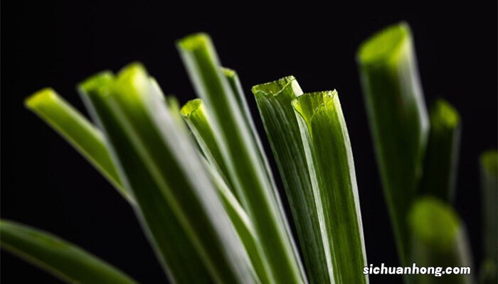 水养大蒜的种植方法和时间 大蒜的种植方法和时间