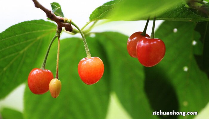 4月有什么水果成熟 4月有什么水果