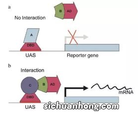 蛋白清可以做什么