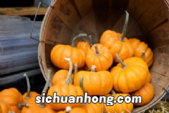 西红柿减肥原理是什么?西红柿减肥食谱有什么?