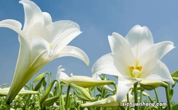 百合的功效与作用有哪些？百合有哪些食用方法？