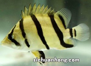 大海里的虎皮鱼吃什么