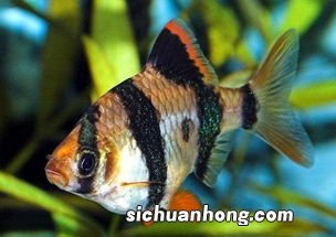 大海里的虎皮鱼吃什么