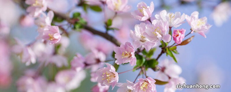 海棠花的寓意和象征风水 海棠花的寓意和象征