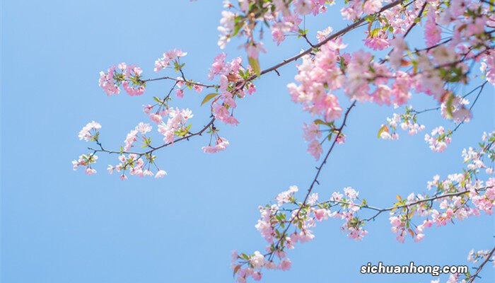 海棠花的寓意和象征风水 海棠花的寓意和象征