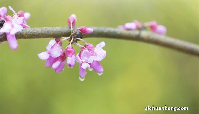 4月开的是什么花? 4月开的是什么花