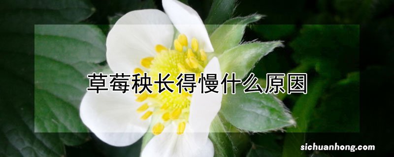 草莓秧长得慢什么原因