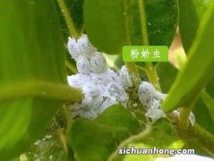 菜央起虫了什么药能治