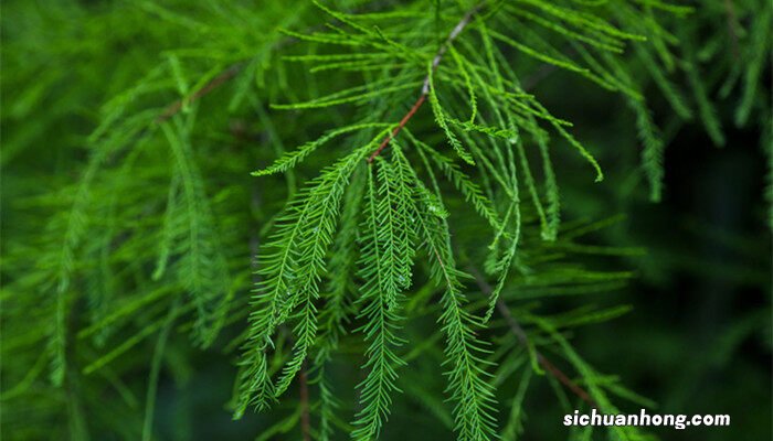 普通的松树有松子吗 松子树与松树的区别