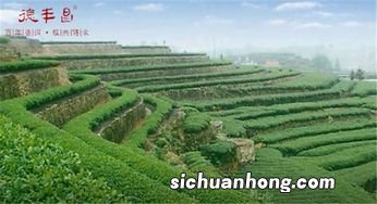 什么时候开始有山头茶