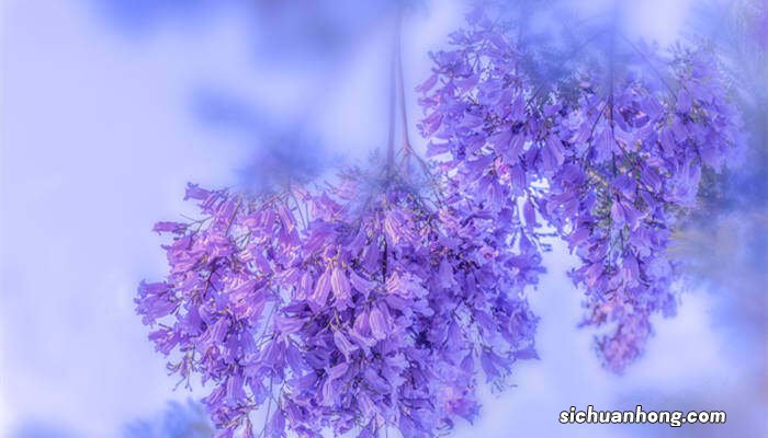 蓝花楹树适合种的地方有哪些 蓝花楹树适合种的地方