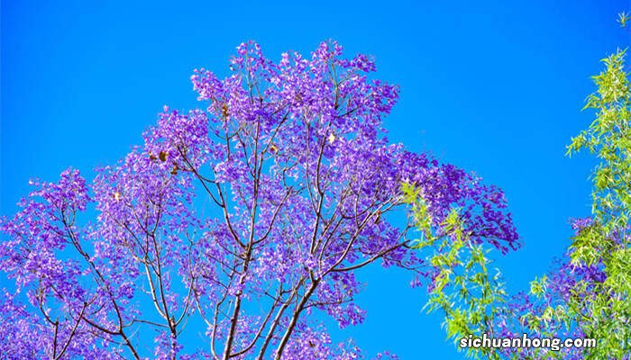 蓝花楹树适合种的地方有哪些 蓝花楹树适合种的地方