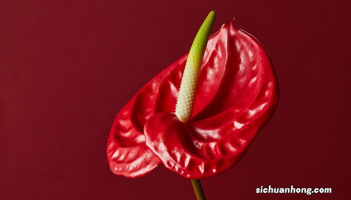 红掌的花语是什么意思 红掌的花语是什么