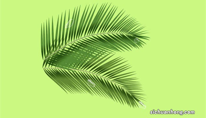 散尾葵的养殖方法和注意事项 盆栽 散尾葵的养殖方法和注意事项