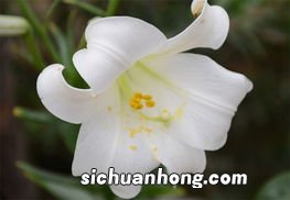 百合什么入药