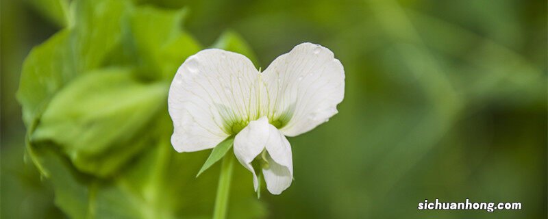 香豌豆花的花语是什么 香豌豆花的花语