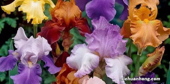 佛罗伦萨|百花为名,鸢尾为徽