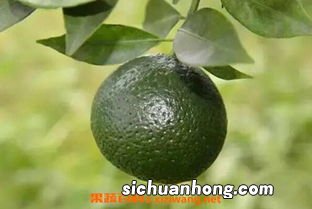 什么样的小青柑才算是好的