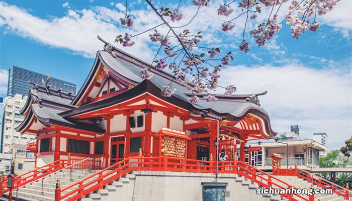 早樱和晚樱的区别图片 早樱和晚樱的区别