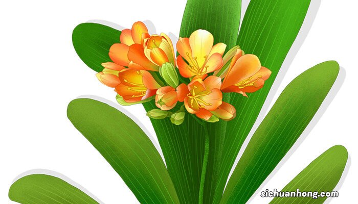 君子兰夹箭应急小妙招,教你快速让君子兰抽箭 君子兰夹箭应急小妙招