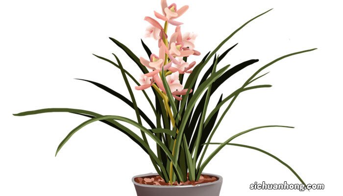 君子兰夹箭应急小妙招,教你快速让君子兰抽箭 君子兰夹箭应急小妙招