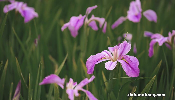 鸢尾花的寓意和象征 鸢尾花的寓意