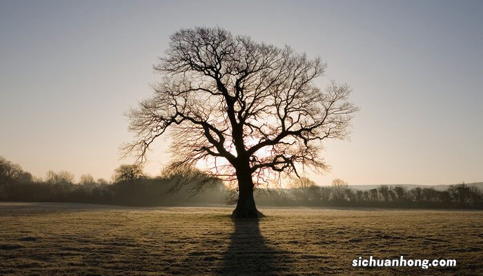 致橡树的橡树是什么树 橡树是什么树