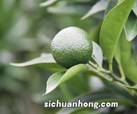 小青柑什么时候买