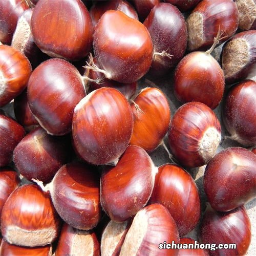 圆板栗怎么开口
