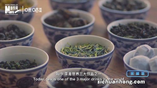 辉白茶叶是什么茶种