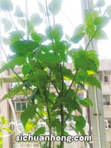 五香叶有什么好处