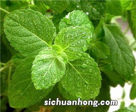 五香叶有什么好处