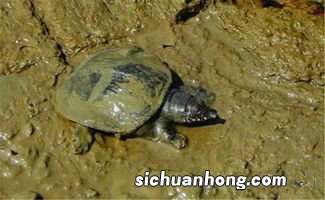老鳖蛋要煮多久