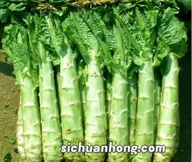 莴笋经常吃有什么害处