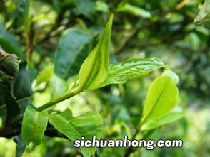 茶叶属于什么态