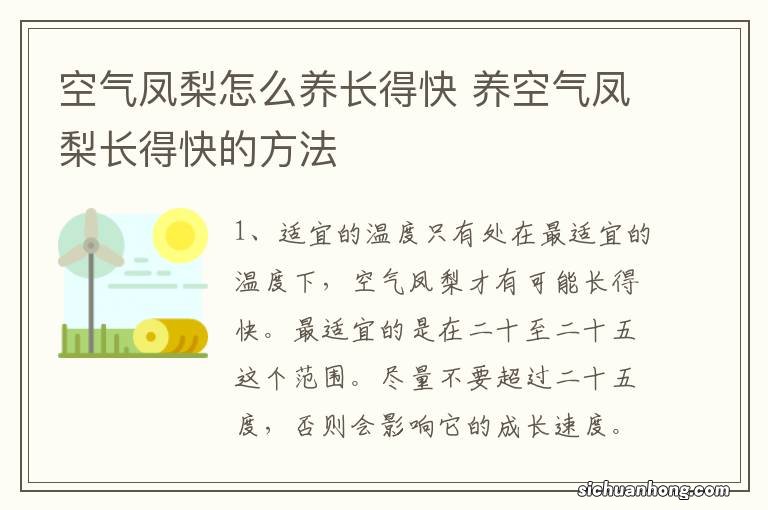 空气凤梨怎么养长得快 养空气凤梨长得快的方法