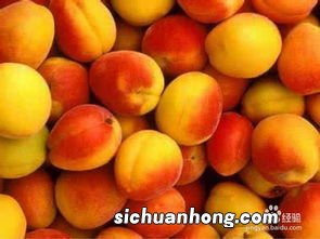 新鲜的杏有什么营养