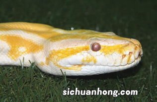 孕妇梦见大蟒蛇是什么意思