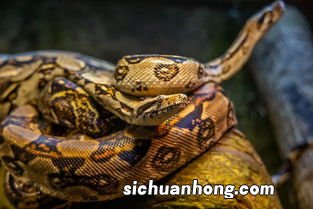 孕妇梦见大蟒蛇是什么意思